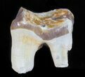Hyracodon (Running Rhino) Tooth - South Dakota #60966-1